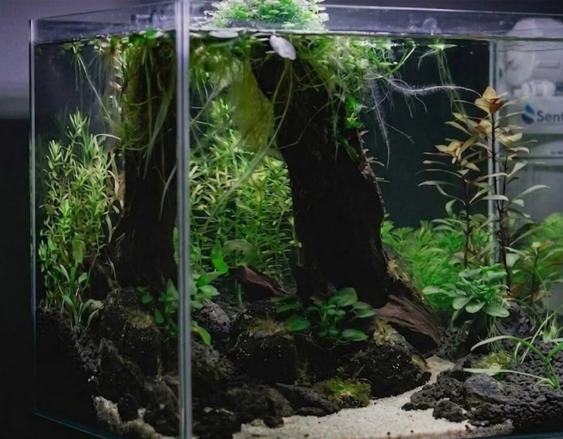 The Ultimate Guide to Aquarium RODI Filtration and Chloramines
